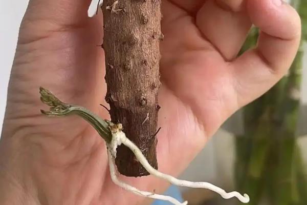 山药的播种方法,需提前浸种6小时