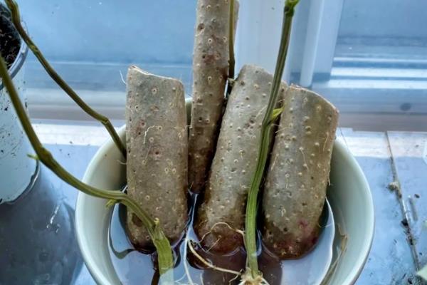 山药的播种方法,需提前浸种6小时