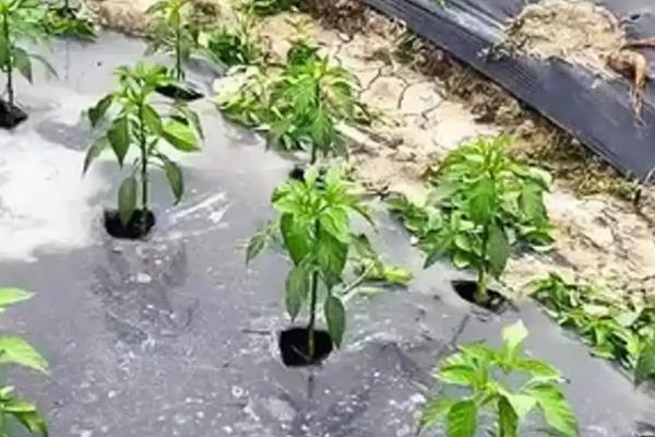 秋茬辣椒的定植注意事项,定植后要勤划锄