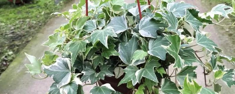 常青藤换盆时要注意什么,脱盆前3天不能浇水