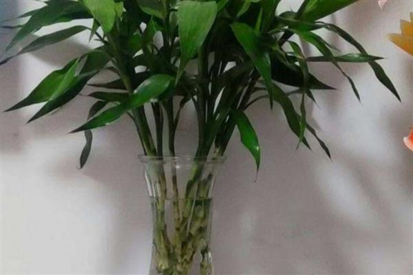 水养富贵竹为何叶子发黄,可能是水质差、缺少阳光、施肥不当因素所致