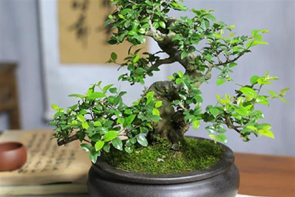 雀梅怎么养殖,每隔15天追施一次氮肥