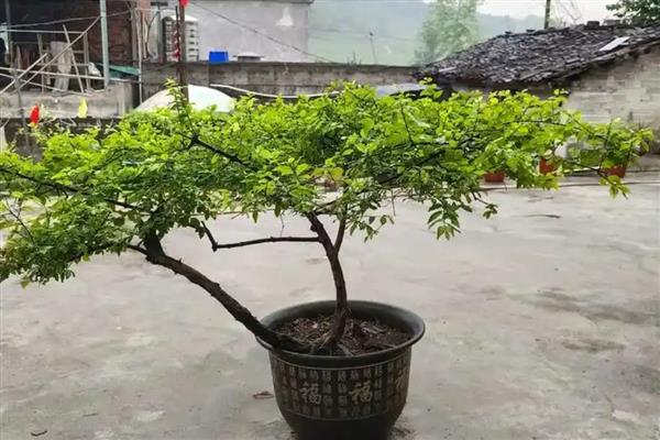 雀梅怎么养殖,每隔15天追施一次氮肥