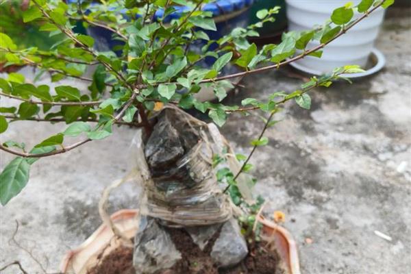 雀梅怎么养殖,每隔15天追施一次氮肥
