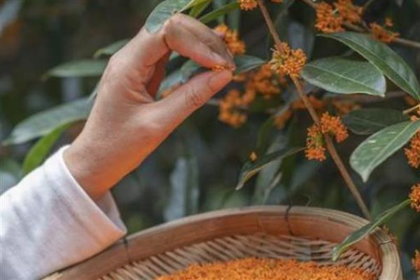 桂花的扦插方法，通常在5-7月和9-10月进行