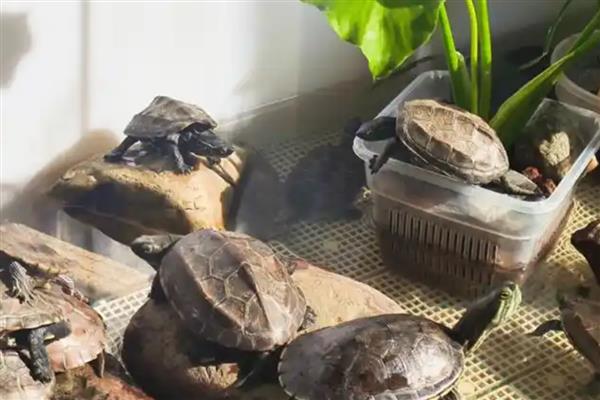 乌龟使用土霉素的方法，食物中加入土霉素碾碎的粉末