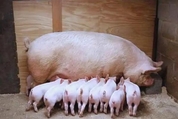 母猪产后为什么要喂红糖鸡蛋,可以增加奶水的分泌量