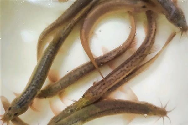 有哪些淡水小杂鱼,常见麦穗鱼、餐条、马口鱼等品种