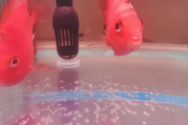 鹦鹉鱼的寿命,寿命为三至五年