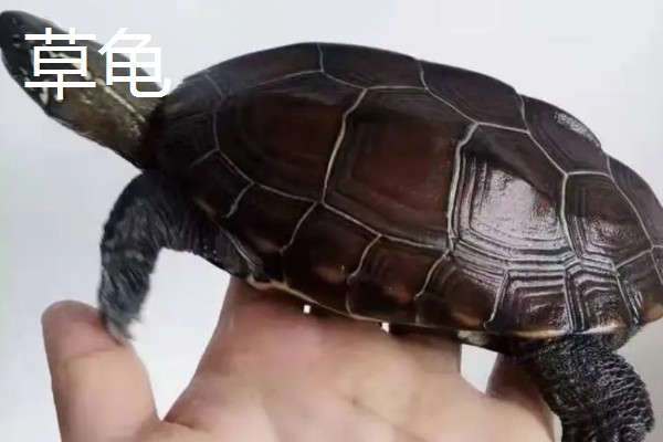 草龟和巴西龟的区别是什么,外形和特征均不同