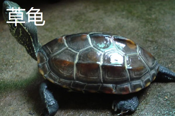 草龟和巴西龟的区别是什么,外形和特征均不同