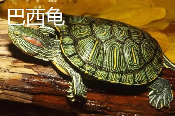 草龟和巴西龟的区别是什么,外形和特征均不同