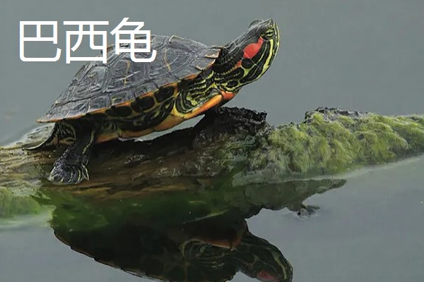 草龟和巴西龟的区别是什么,外形和特征均不同