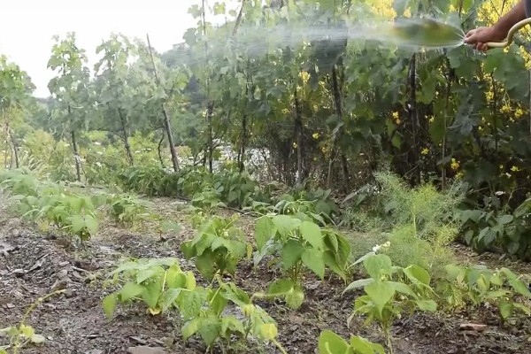 黄豆刚种下要浇水吗,需要浇水