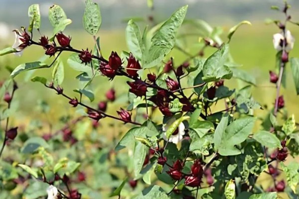 洛神花的别名，别名是玫瑰茄、山茄、红金梅等