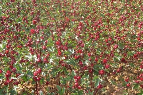 洛神花的别名，别名是玫瑰茄、山茄、红金梅等