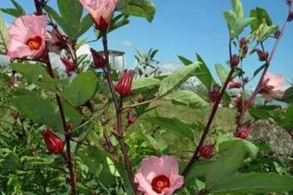 洛神花的别名，别名是玫瑰茄、山茄、红金梅等