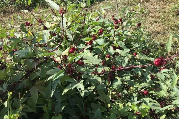 洛神花的别名，别名是玫瑰茄、山茄、红金梅等
