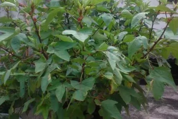 洛神花的别名，别名是玫瑰茄、山茄、红金梅等