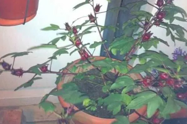 洛神花的别名，别名是玫瑰茄、山茄、红金梅等