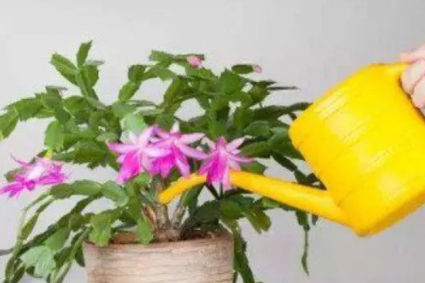 蟹爪兰花期如何浇水，花期每隔3天左右浇水一次水