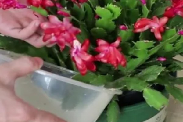 蟹爪兰花期如何浇水，花期每隔3天左右浇水一次水