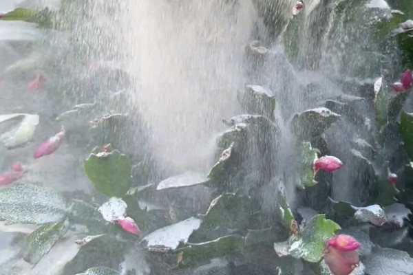 蟹爪兰花期如何浇水，花期每隔3天左右浇水一次水