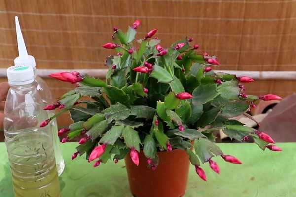 蟹爪兰花期如何浇水，花期每隔3天左右浇水一次水