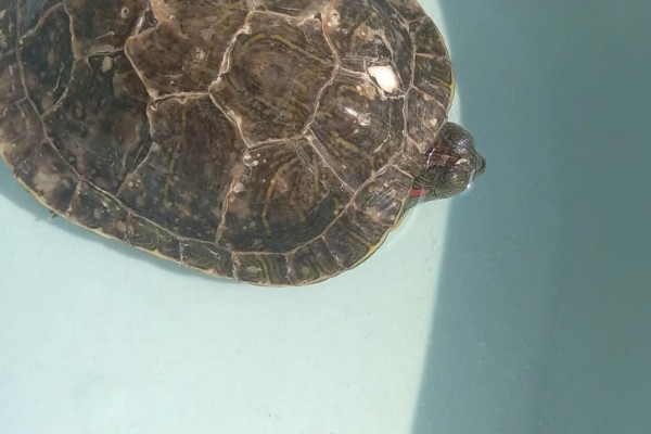 乌龟得肺炎一定会死吗,得了肺炎不一定会死