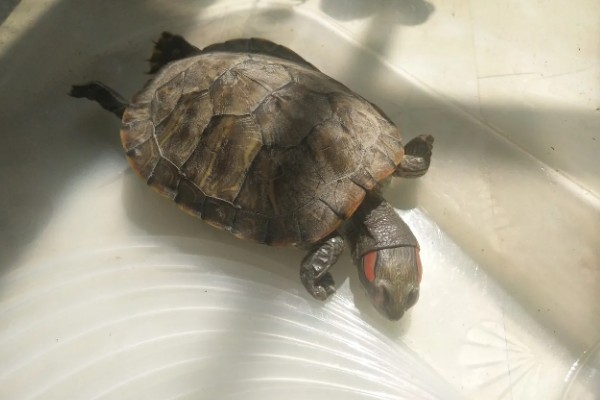 乌龟得肺炎一定会死吗,得了肺炎不一定会死