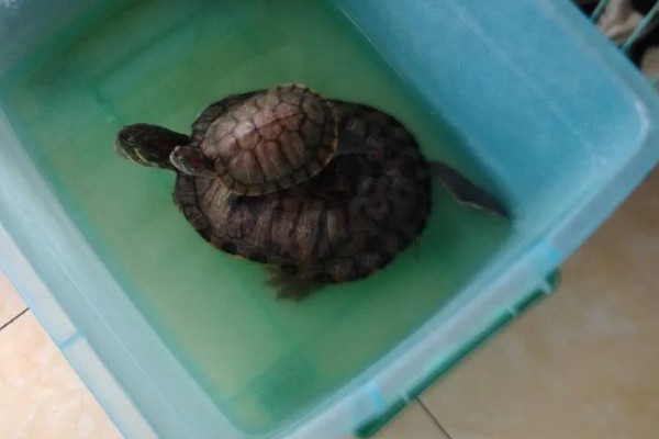 乌龟得肺炎一定会死吗,得了肺炎不一定会死