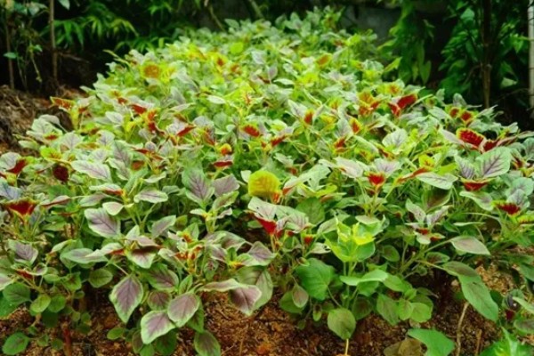 苋菜施用什么肥料,施肥使用有机肥