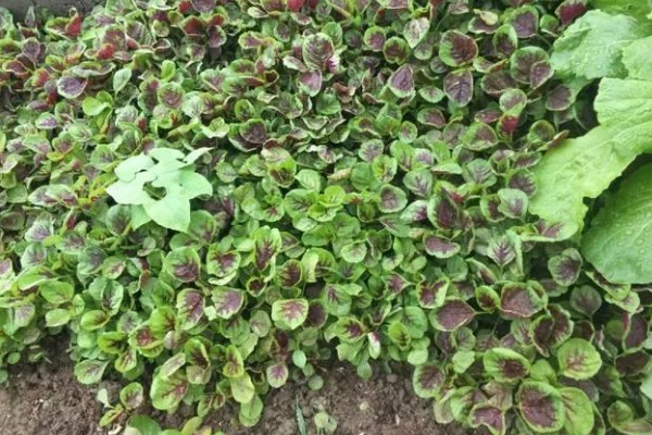 苋菜施用什么肥料,施肥使用有机肥