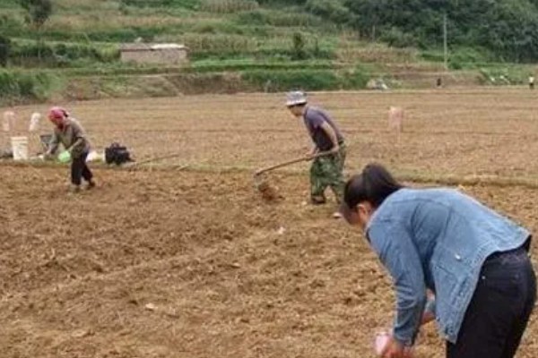 苋菜施用什么肥料,施肥使用有机肥
