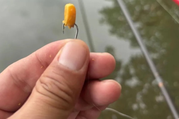 鲤鱼喜欢吃哪种饵,主要有煮熟玉米粒、麦粒