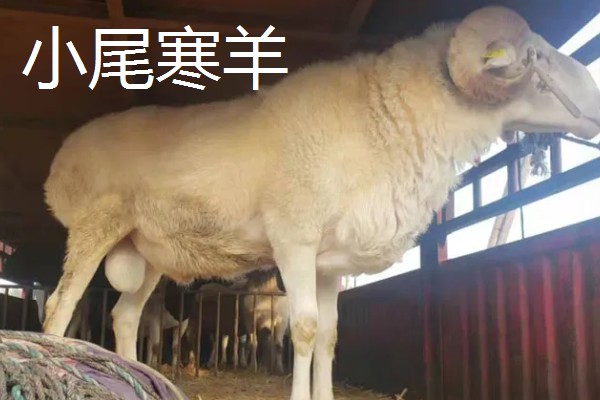 肉羊种羊的养殖要点,要做好分群饲养工作