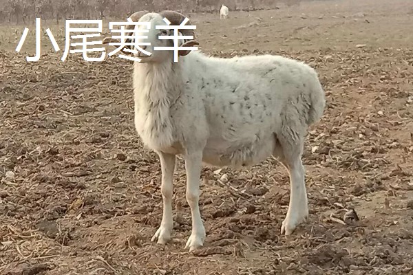 肉羊种羊的养殖要点,要做好分群饲养工作