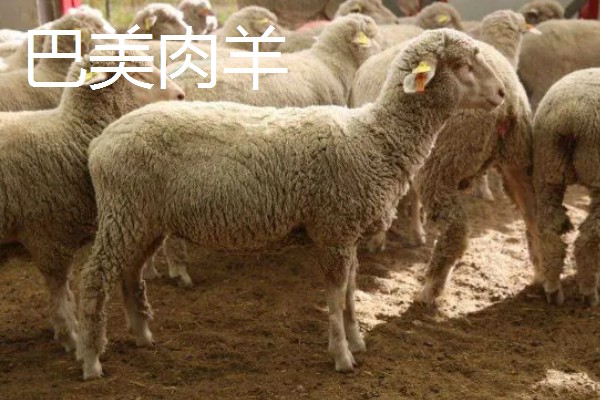 肉羊种羊的养殖要点,要做好分群饲养工作