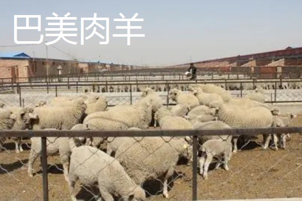 肉羊种羊的养殖要点,要做好分群饲养工作