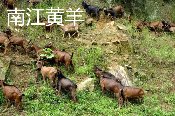 肉羊种羊的养殖要点,要做好分群饲养工作