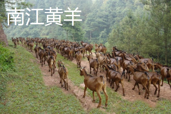 肉羊种羊的养殖要点,要做好分群饲养工作