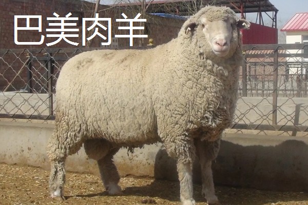 肉羊种羊的养殖要点,要做好分群饲养工作