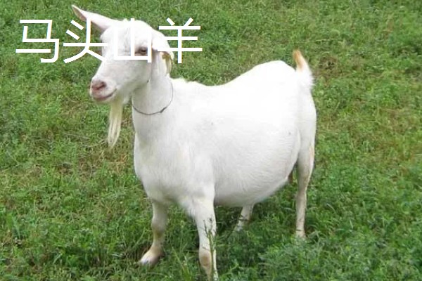肉羊种羊的养殖要点,要做好分群饲养工作