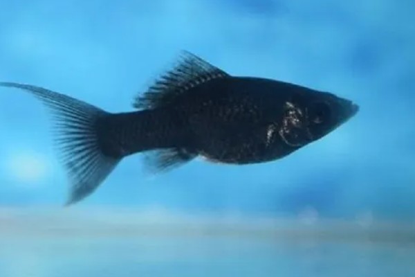 黑玛丽鱼是热带鱼还是冷水鱼,是热带鱼