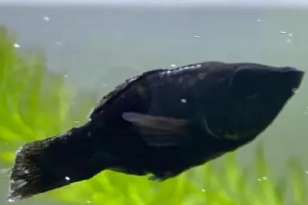 黑玛丽鱼是热带鱼还是冷水鱼,是热带鱼