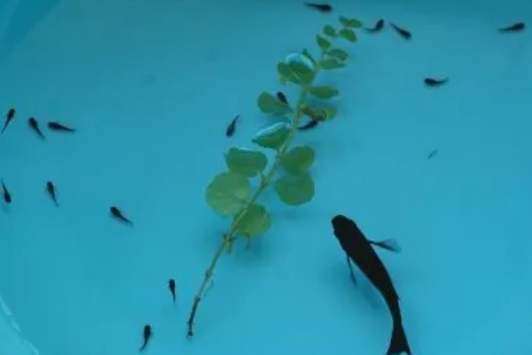 黑玛丽鱼是热带鱼还是冷水鱼,是热带鱼