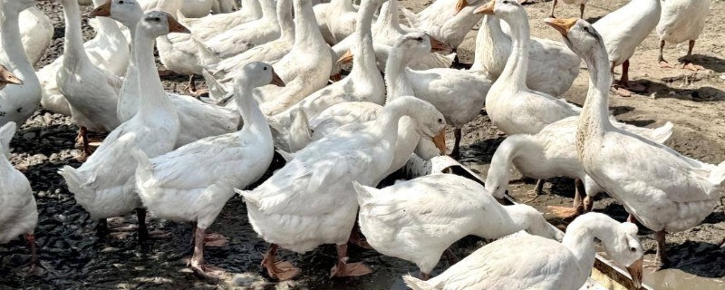 鹅是怎样分辨公母的，可以看外观、反应等