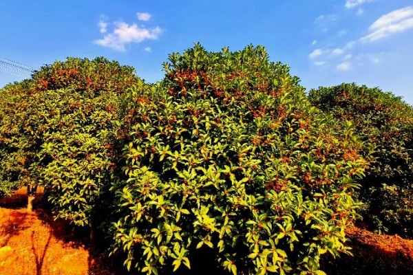 早红丹桂什么时候开花,通常开花时间在10月份