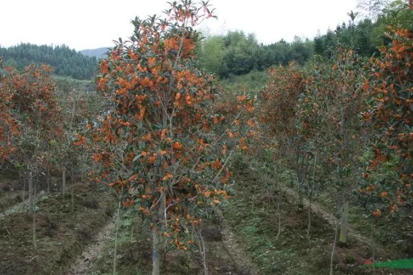 早红丹桂什么时候开花,通常开花时间在10月份
