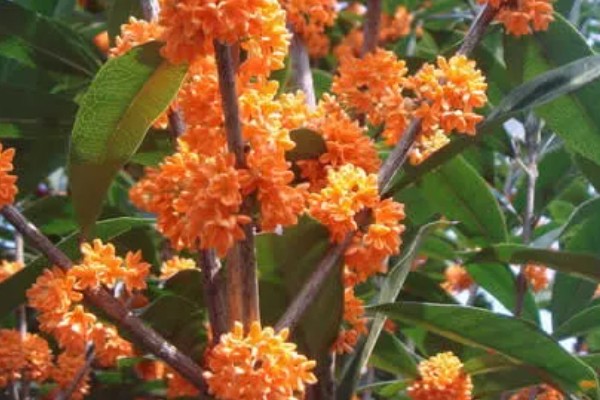 早红丹桂什么时候开花,通常开花时间在10月份